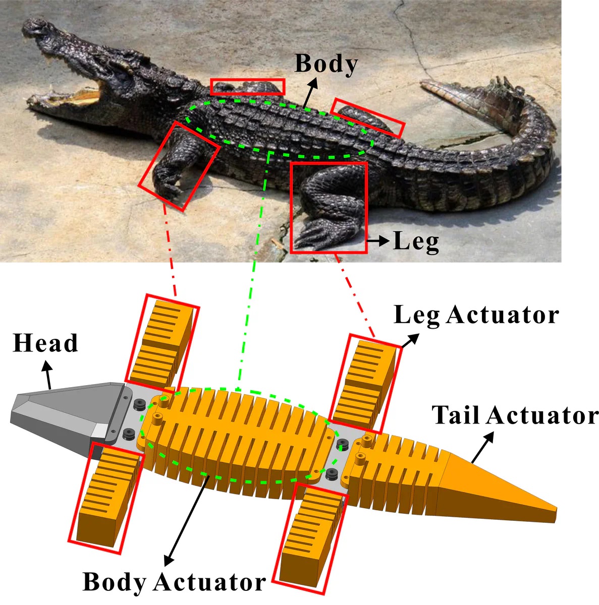 受鳄鱼启发的爬行机器人设计思路