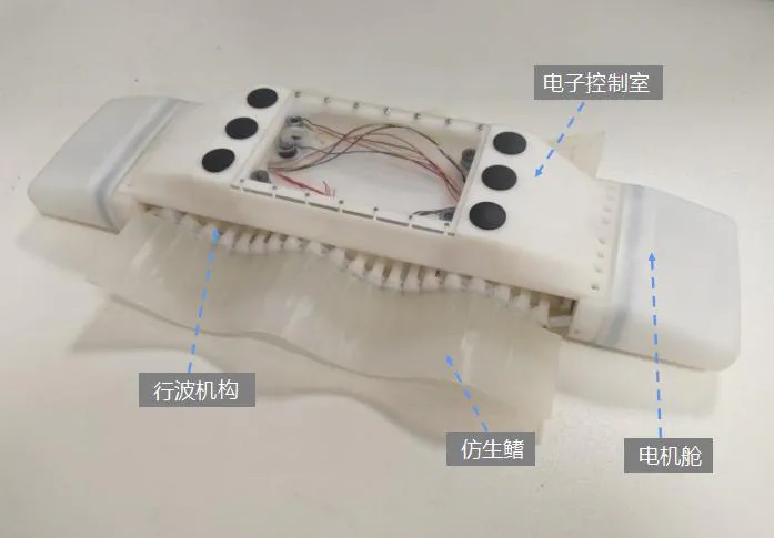 仿鳐鱼水陆两栖机器人